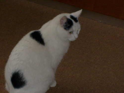 KOtEk mj