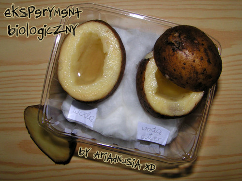 Pyrczak