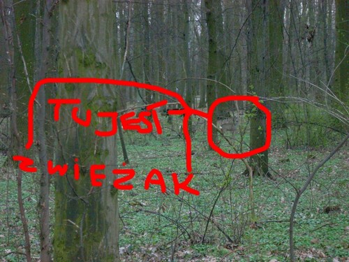 zwieak 