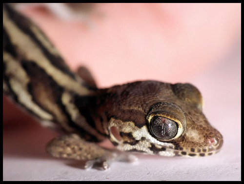 P. pictus