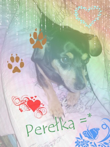 Przerbka