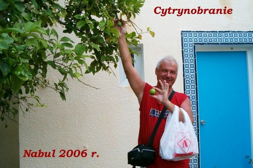 LIMONKI PROSTO Z DRZEWA