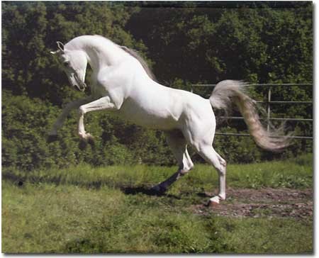Ogierek