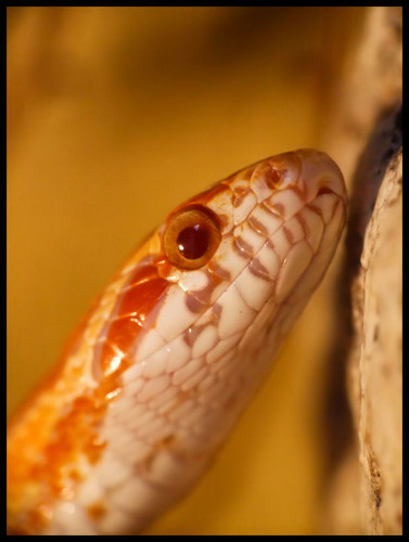 P. guttatus