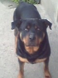 PITBULL [PITBULL]