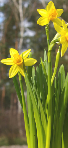 spring