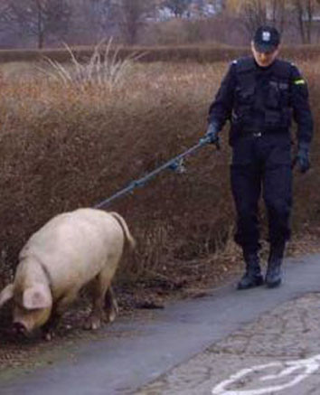 Policjant ze winia xd!!