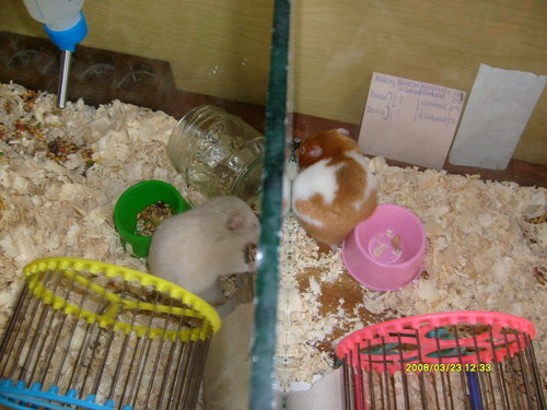Witajcie mili gocie