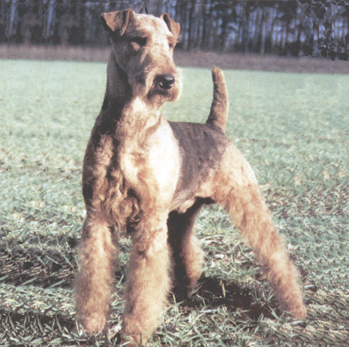 Airedale Terier