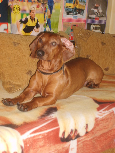 MOJ TYGRYS 