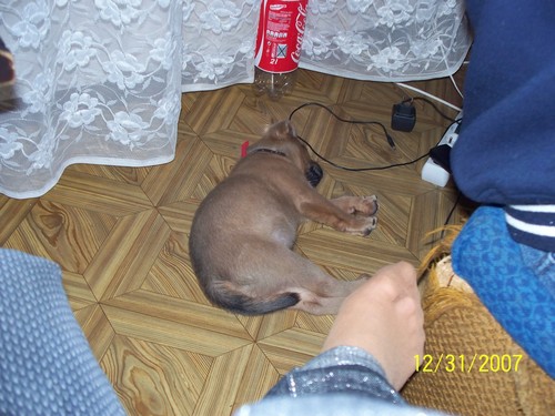 piesek  ;p 