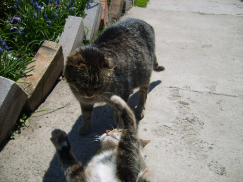 koty
