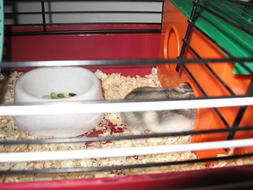 chomik