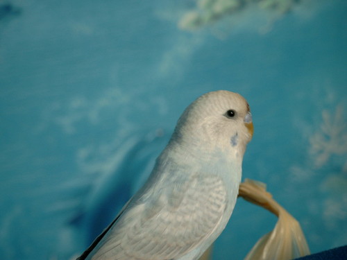 Gucio :]