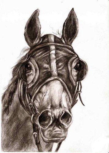 Konik