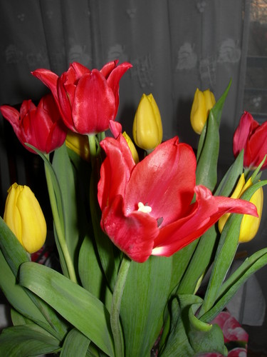 tulipany