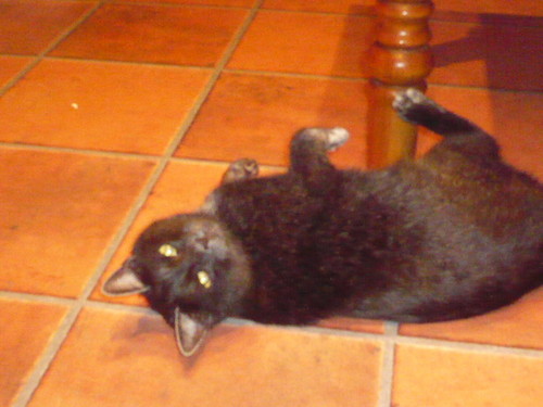 Figiel tygrysi
