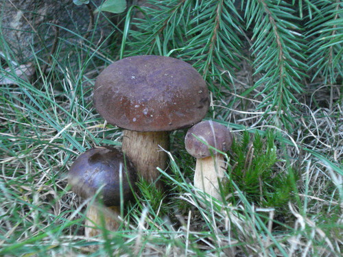 Grzybobranie