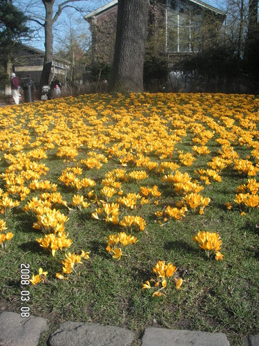 Wiosna w kopenhaskim zoo