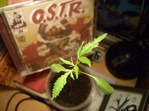 jot.te.te.es.