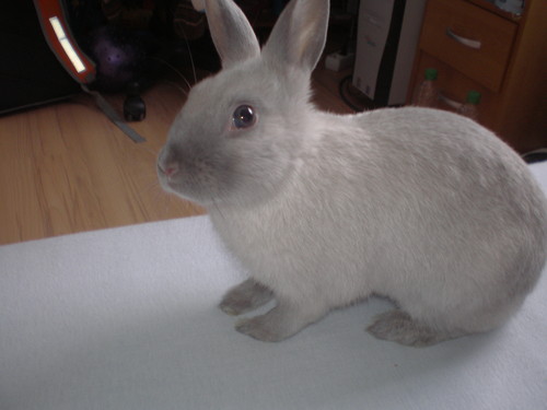 Misia
