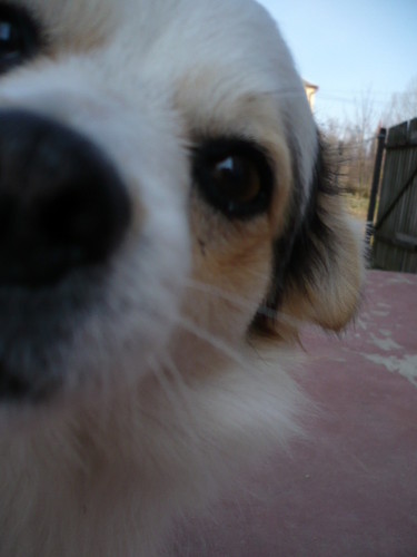 Snoopy *;