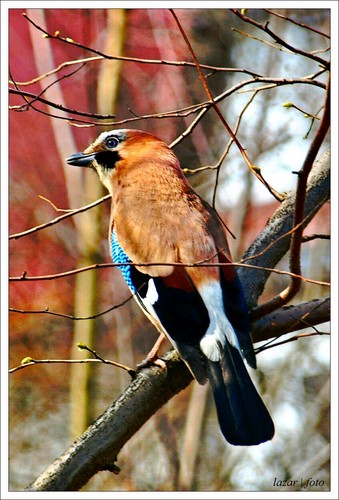 Garrulus glandarius