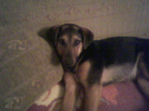 My dog;)