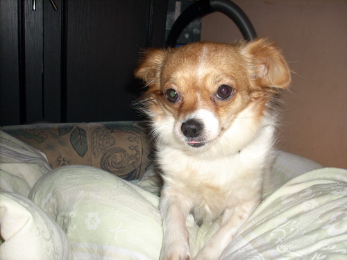 Mj kochany Piesek :* 