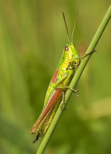 KONIK POLNY