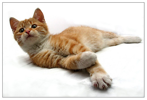 Die Katze!!!!!!!!!!!!