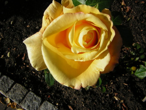 yellow rose