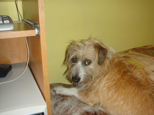 dex