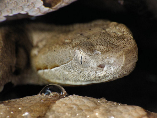 A. contortrix