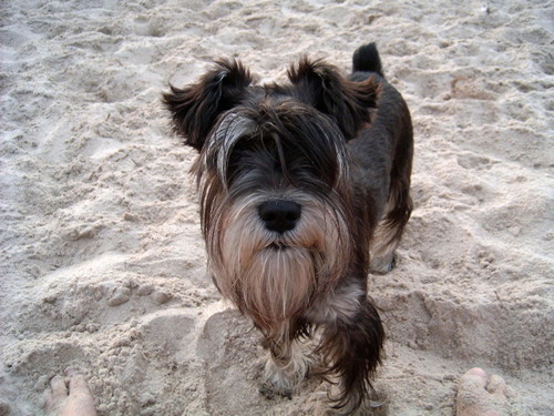 zak