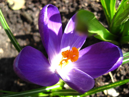 Kwiatuszek 