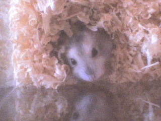 choomik:****