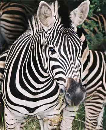 zebra