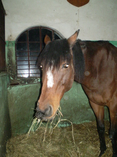 Nepi:*:*:*