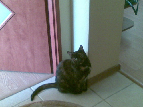 my cat