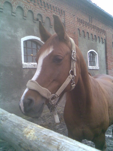 Konik :)