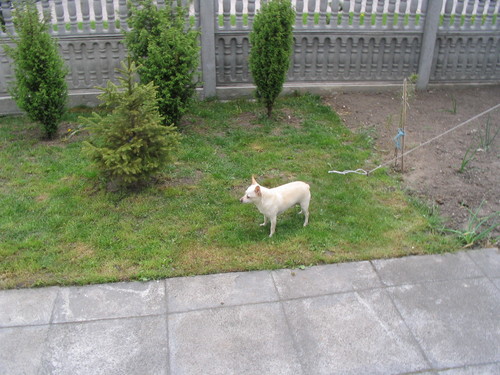 I'M dog