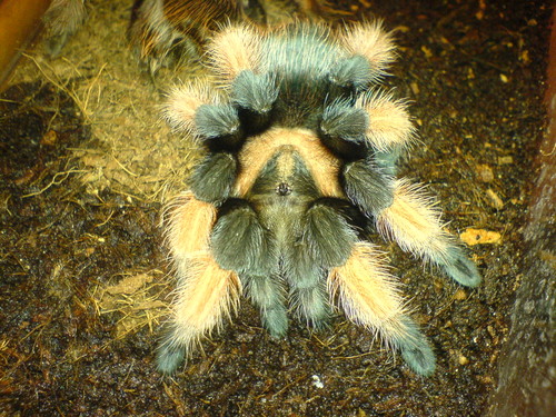 B. emilia