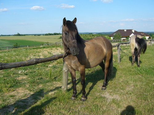 Max:*