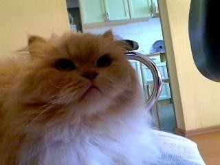 My Cat