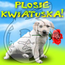 Piesek :-)...