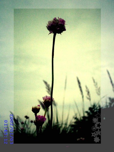 flowers xP