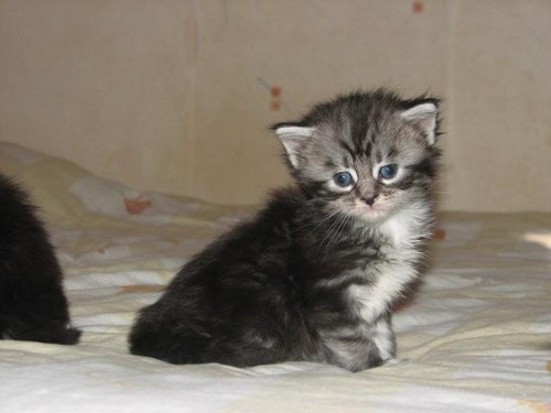 Ecco ;p