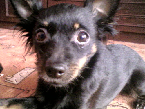 Perecia K.C