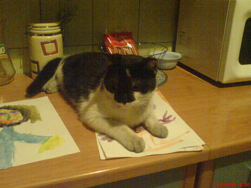 Kiru mj kochany kotek